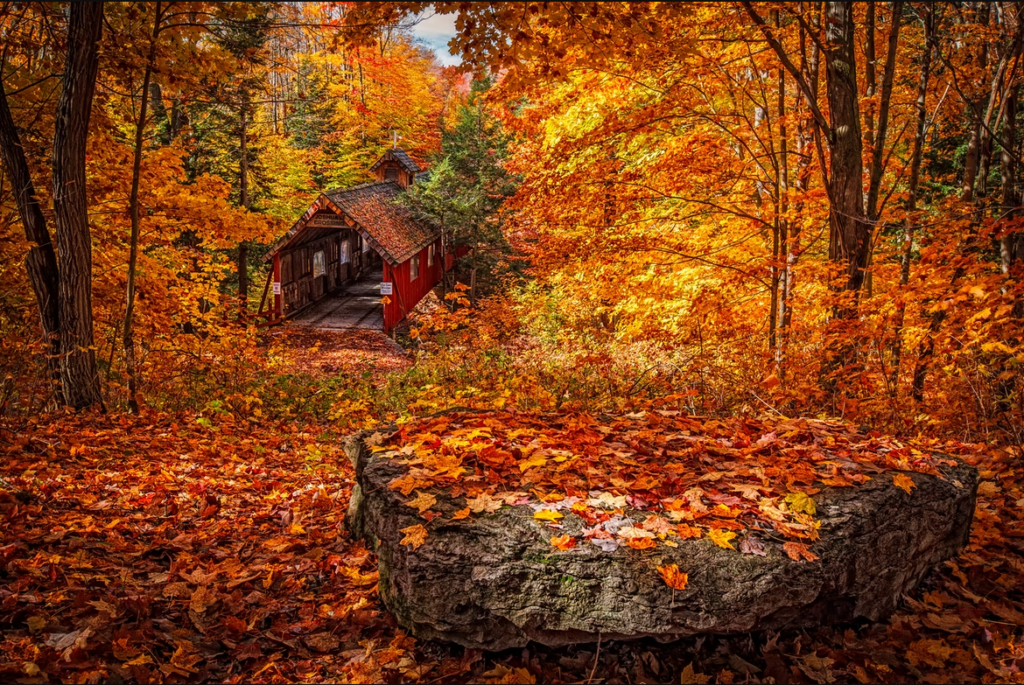 forêt en automne avec des feuilles de couleur chaude partout, un petit pont couvert est visible derrière